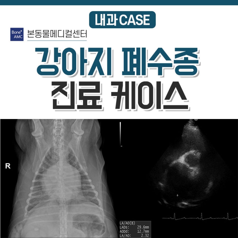 강아지가 호흡이 가빠요. 강아지 심인성폐수종(Cardiogenic Pulmonary Edema). 대구24시동물병원. 본동물메디컬센터 24시수성점 : 네이버 블로그 강아지가 호흡이 가빠요. 강아지 심인성폐수종(Cardiogenic Pulmonary Edema). 대구24시동물병원. 본동물메디컬센터 24시수성점 : 네이버 블로그