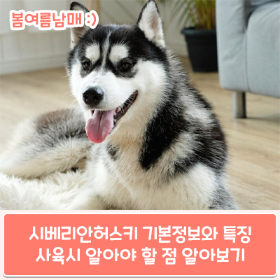  시베리안허스키 기본정보와 특징 및 사육 시 알아야 할 점 알려드릴게요