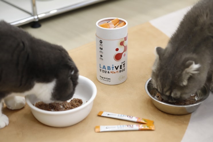  소중한 우리 고양이 유산균 종근당 라비벳으로 선택했죠