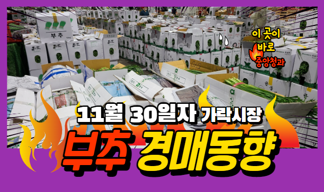  [경매사 일일보고] 11월 30일자 가락시장 "부추" 경매동향을 살펴보겠습니다!
