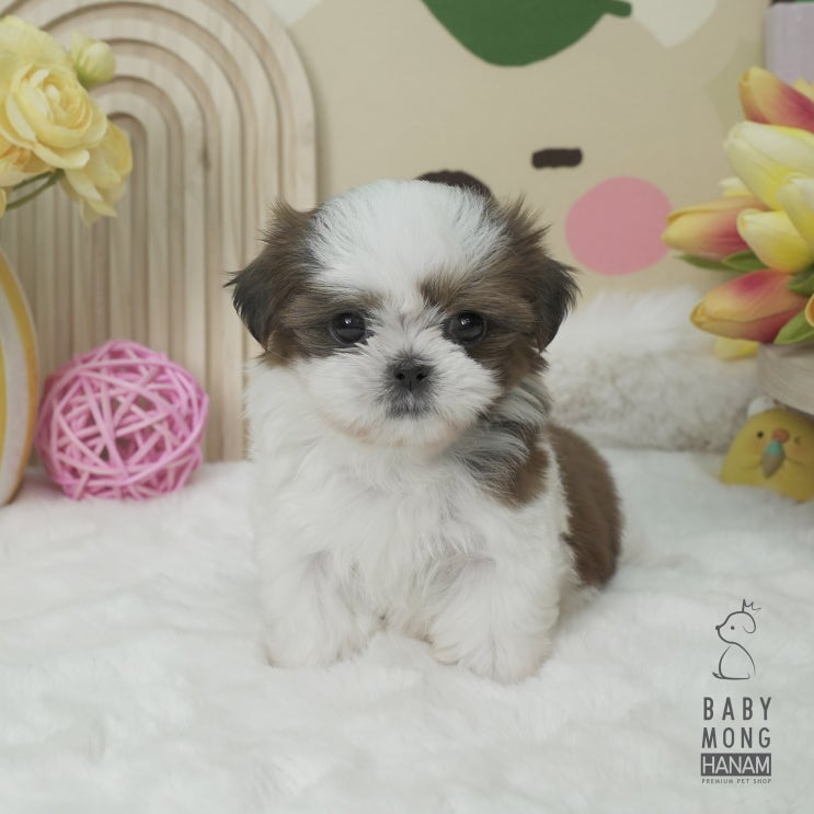  말괄량이 시츄 단밤이(하남 강아지 분양)
