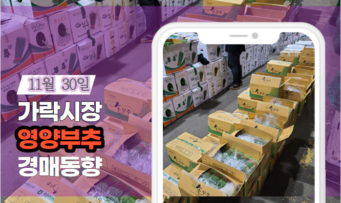 [경매사 일일보고] 11월 30일자 가락시장 "영양부추" 경매동향을 살펴보겠습니다!