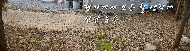  1일 1쥐로 형아에게 보은 하는 고양이 : 유기묘옥수