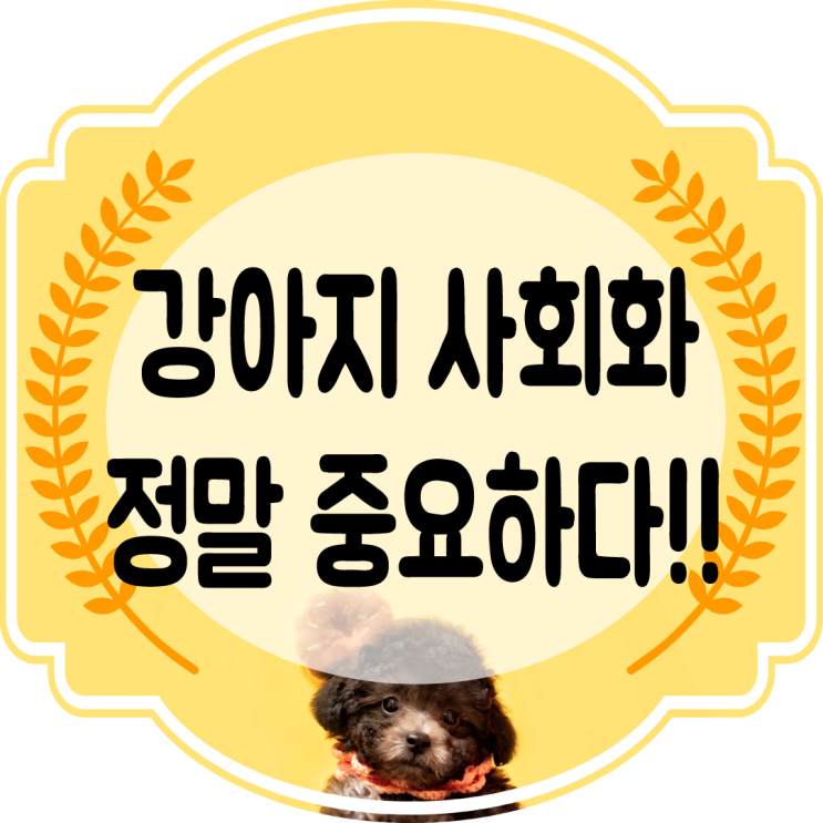  강아지 사회화 얼마나 중요할까??사회성을 길러보자!! (시기.교육)