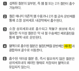  철분의 흡수