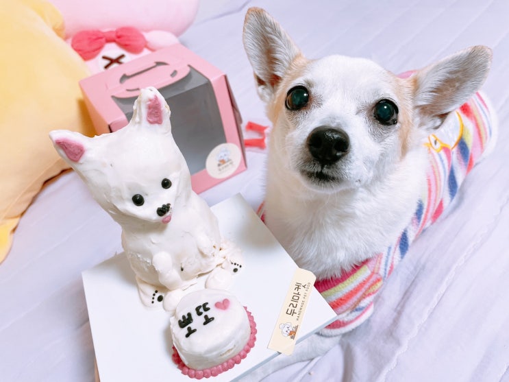  부산강아지입체케이크 두리마켓 특별한우리강아지생일을 더특별하게