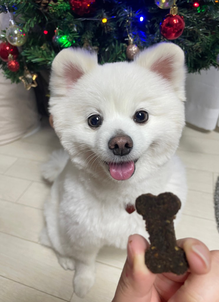  수제애견간식 - 칼슘/관절건강에 도움되는 프리미엄 수제간식 동애등에 미니쿠키 펫리셔스