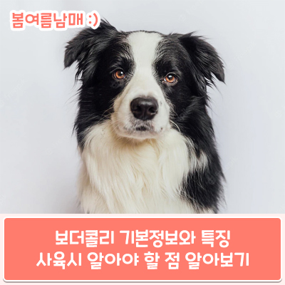 보더콜리 기본정보부터 특징, 사육 시 알아야 할 점 알려드릴게요