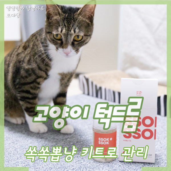  고양이턱드름 관리, 쏙쏙뽑냥 키트로 여드름 제거해요