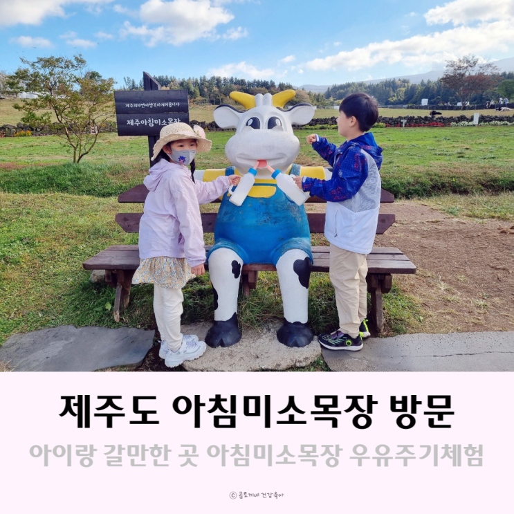 제주 아이랑 갈만한 곳 아침미소목장에서 송아지 우유주기 체험후기 제주 아이랑 갈만한 곳 아침미소목장에서 송아지 우유주기 체험후기