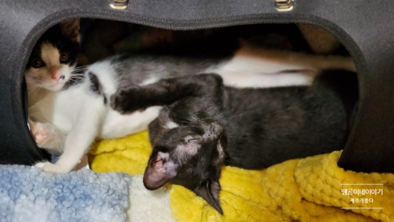 아기 고양이 허피스 증상 재채기, 콧물, 눈병 치료 중이에요