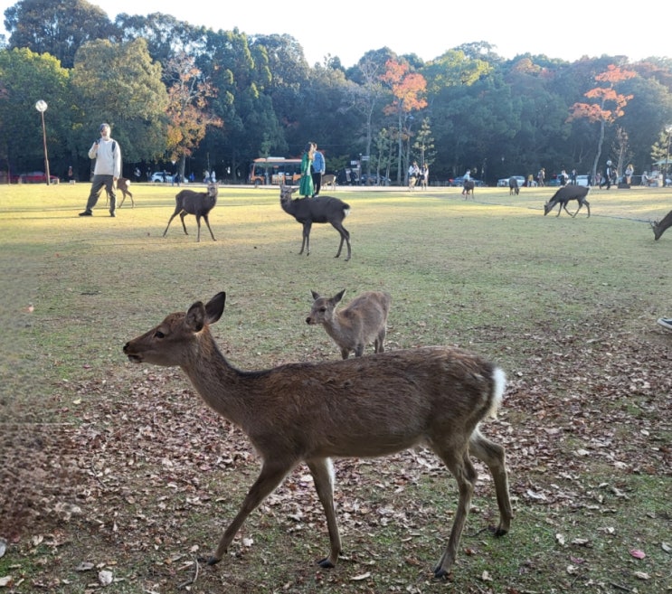 [초등아이와 일본여행]오사카 근교 나라 사슴공원