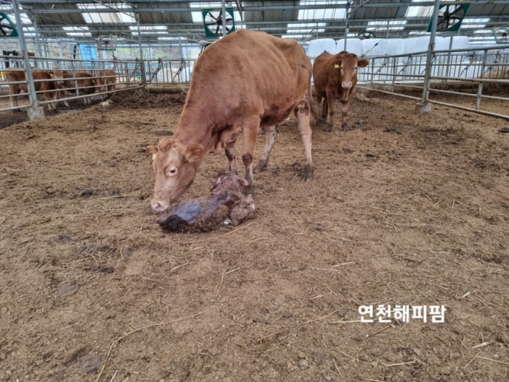  올해 마지막 송아지가 태어난 날