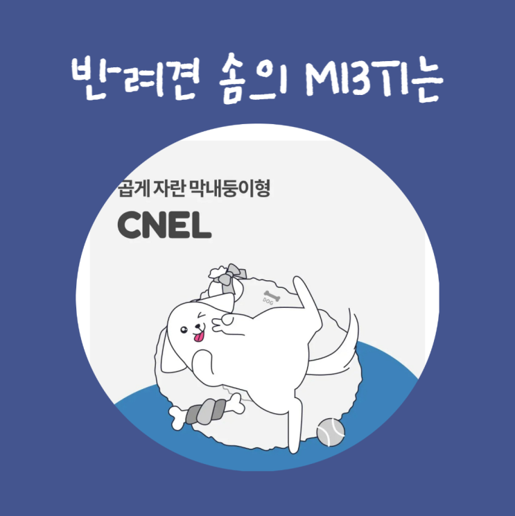  강아지 mbti 11개월 비숑 성격 탐구