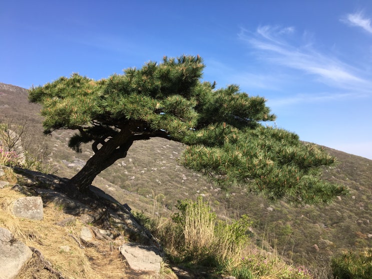 생존은 의지일까? 본능일까? 1편