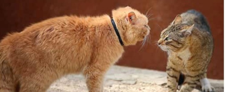 고양이 사이에 괴롭힘이 일어날 때와 중재하는 방법 (+싸움, 서열정리)
