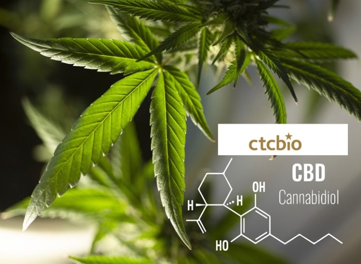  씨티씨바이오 CBD(칸나비디올) 구강용해필름(ODF) 일본 MOU