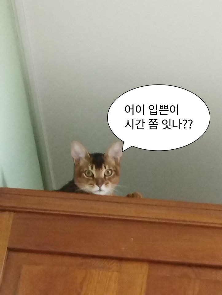  아비시니안 고양이 우리집막내 호수 알고보니 남자였다 ㅋㅋ