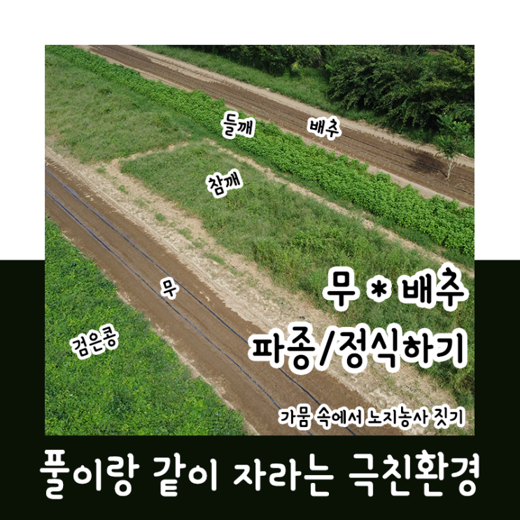  무·배추 파종/정식하기_220906~220909