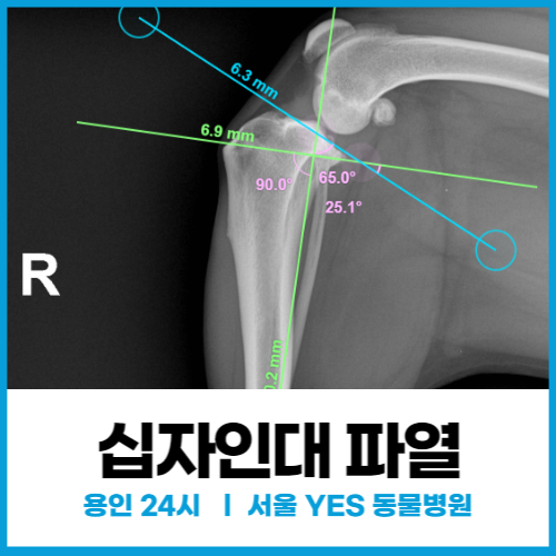  [외과] 용인 강아지 대형견 십자인대 TPLO 수술, 강아지가 다리를 절어요 (용인 분당 24시 동물병원)