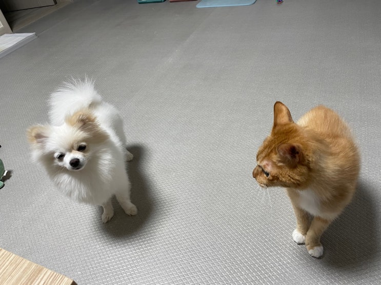  강아지 고양이 합사 , 주간일기 마지막인가