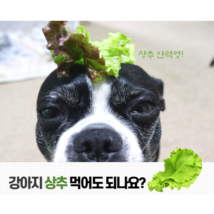  강아지 상추 먹어도 되나요? 두리는 먹기 싫어