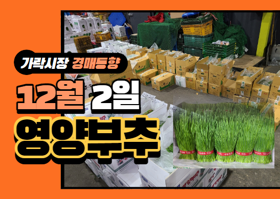 [경매사 일일보고] 12월 2일자 가락시장 "영양부추" 경매동향을 살펴보겠습니다!
