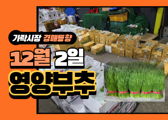  [경매사 일일보고] 12월 2일자 가락시장 "영양부추" 경매동향을 살펴보겠습니다!