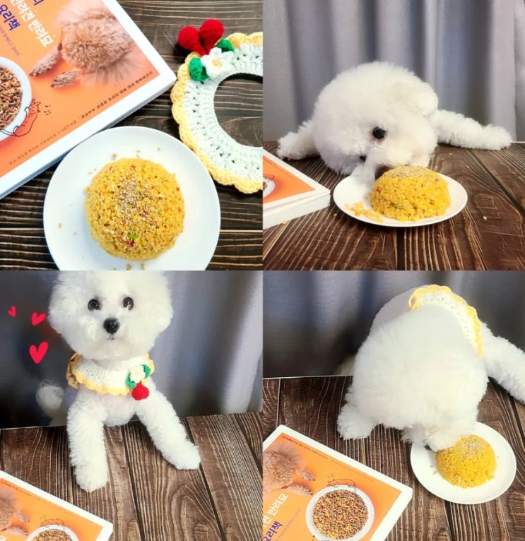 강아지 사람음식 결론! 나의 반려견 반려묘 요리책 펫푸드 명태 달걀 볶음밥 강아지 사람음식 결론! 나의 반려견 반려묘 요리책 펫푸드 명태 달걀 볶음밥