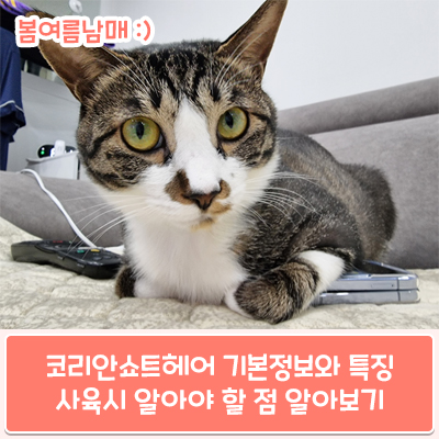  코리안쇼트헤어 기본정보, 코숏 특징 및 사육 시 알면 좋은 점 알려드릴게요