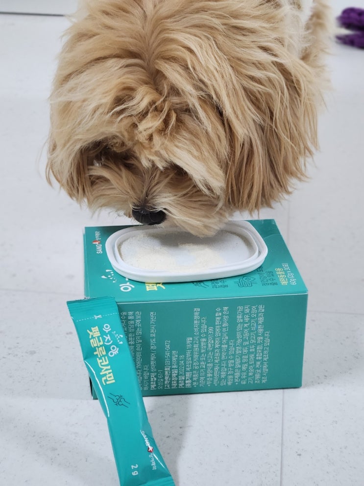  강아지관절영양제 '마이티펫 아지양 펫글루코사민', 소형견 강아지 슬개골 예방은 미리미리해요!