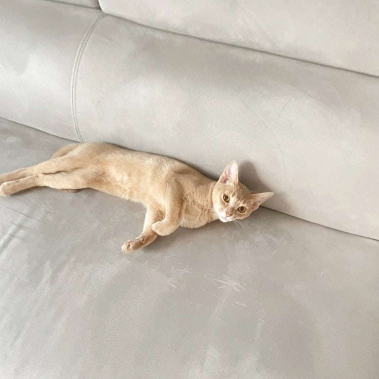  반려동물 장건강을 지키기 위한 고양이 유산균 추천