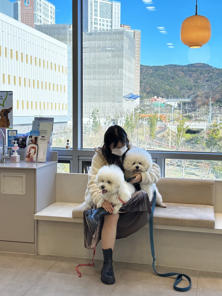  울산동물병원 강아지 심장병 심장초음파 만족 후기