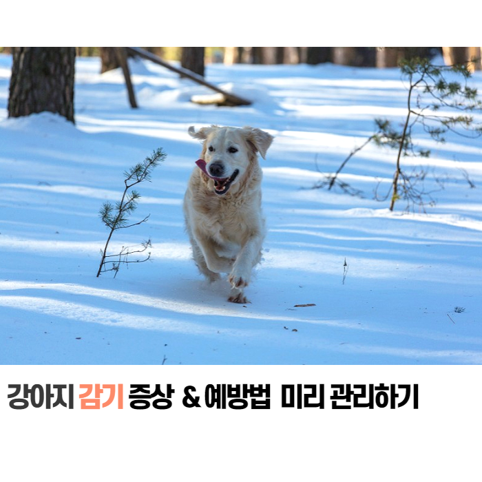  강아지 재채기 감기증상 대처법 알아두기
