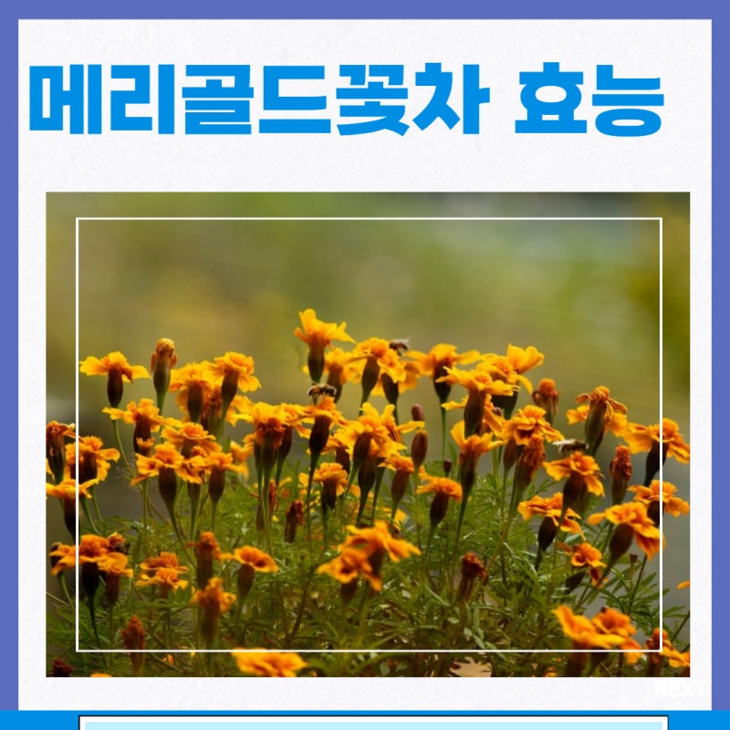 메리골드꽃차 효능 마리골드차 부작용 먹는법 : 네이버 블로그
