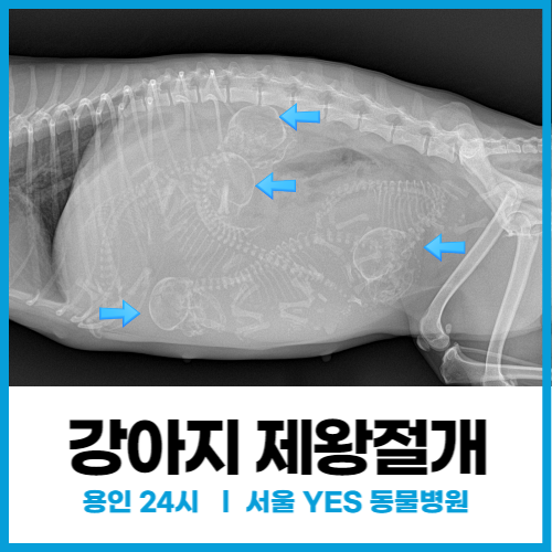 [외과] 강아지 제왕절개 응급수술과 신생아 집중 케어, 강아지 난산은 전문 의료진과 함께 (용인 분당 24시 동물병원)