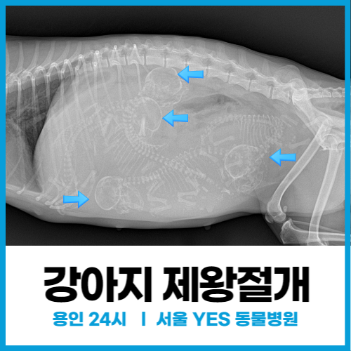 [외과] 강아지 제왕절개 응급수술과 신생아 집중 케어, 강아지 난산은 전문 의료진과 함께 (용인 분당 24시 동물병원)