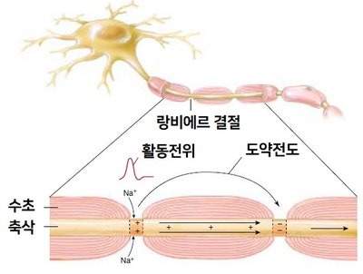 신경, 신경세포(뉴런, neuron), 신경아교세포(신경교세포, neuroglia) / 수상돌기, 축삭, 시냅스, 미세아교세포 ...