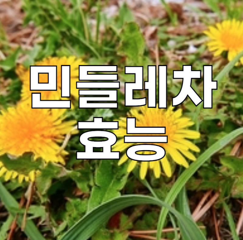 봄 민들레의 효능과 부작용 이런 사람은 먹지 마세요