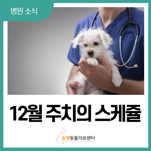  경기광주 송정 동물병원 12월 주치의 진료표