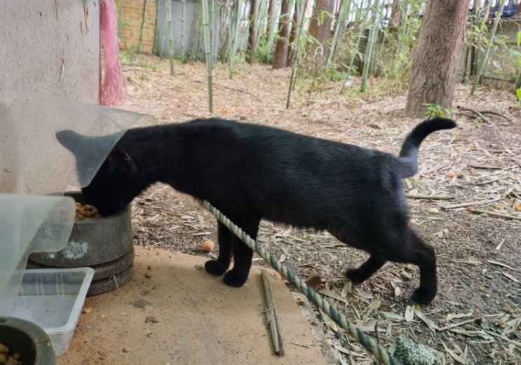  길고양이 겨울 대비_ 물그릇, 핫팩, 길냥이 동결 건조 간식 준비하기