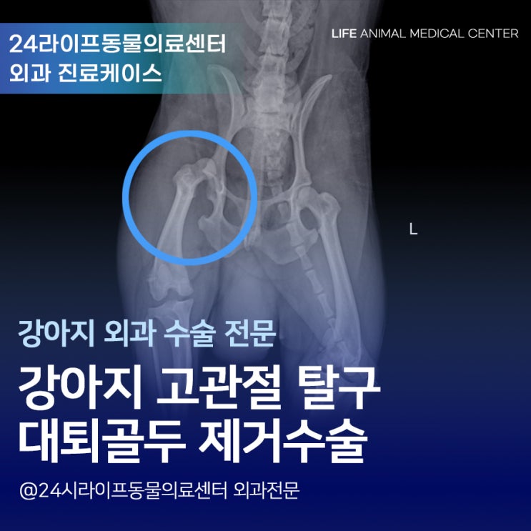 대구 강아지 대퇴골두 수술 : 고관절 탈구 강아지 수술과 회복기 대구 강아지 대퇴골두 수술 : 고관절 탈구 강아지 수술과 회복기