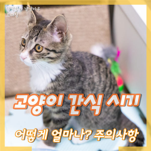  아기고양이 간식 시기, 어떻게 얼마나? 주의사항 알기