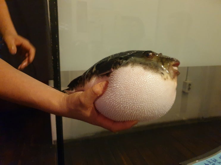  청담 복어 맛집 후꾸짱