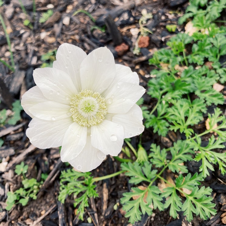 [정원의 꽃들] 아네모네 Anemone, 바람꽃