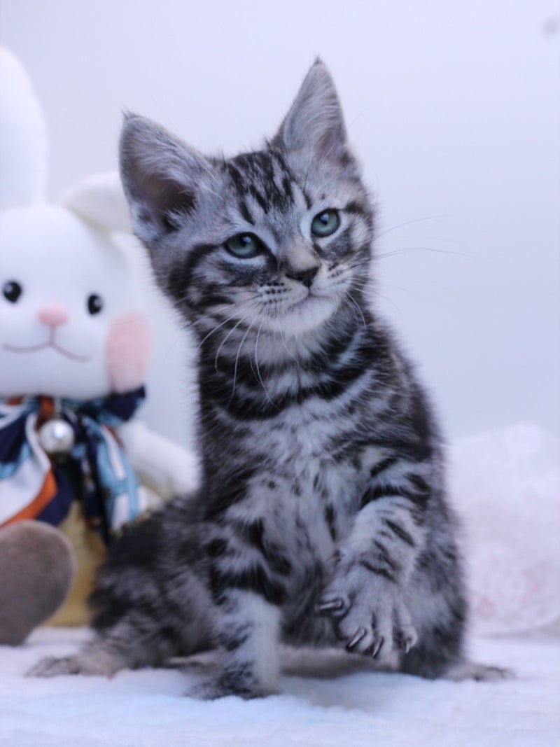 아메리칸 쇼트헤어 남아 고양이분양 중입니다♥ : 네이버 블로그, image size:800x1067