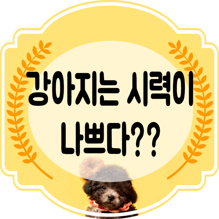  강아지 시력 이야기~!! 우리아이가 색맹??