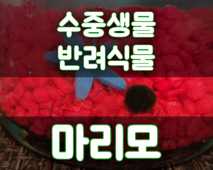  [마리모] 마리모 또리 쌍둥이와의 만남_수중생물, 반려식물 마리모!
