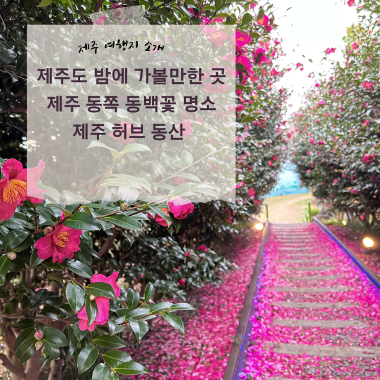  제주도 밤에 가볼만한곳 제주 동쪽 동백꽃 명소 제주허브동산