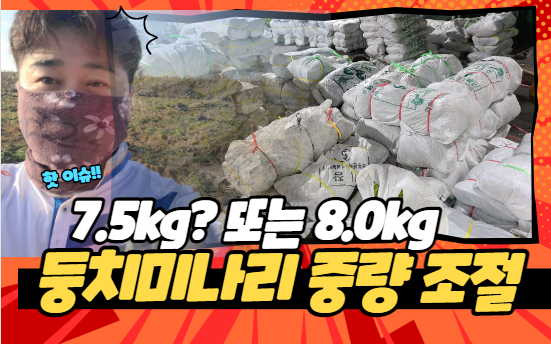  [가락시장 이슈] 10단 둥치미나리 중량을 조정 중입니다!